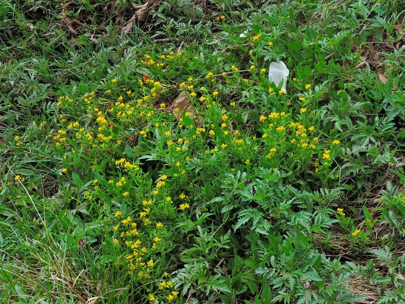 Spreading Yellowcress photo 4