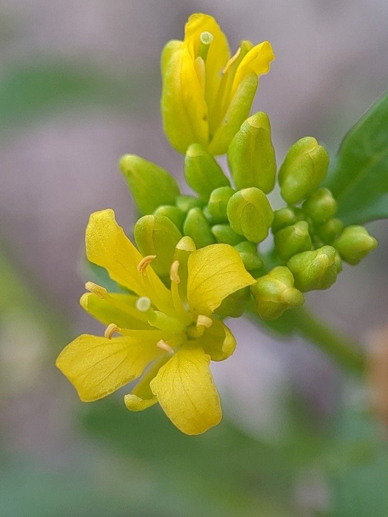Spreading Yellowcress photo 5