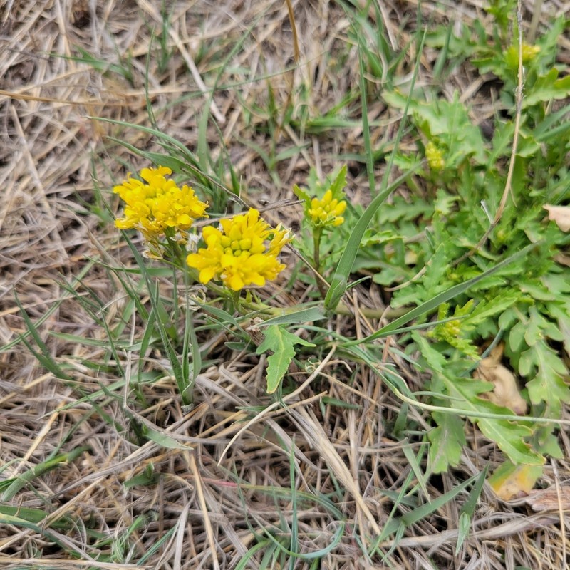 Spreading Yellowcress photo 6