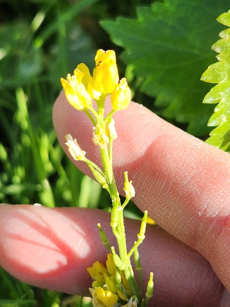 Spreading Yellowcress photo 7