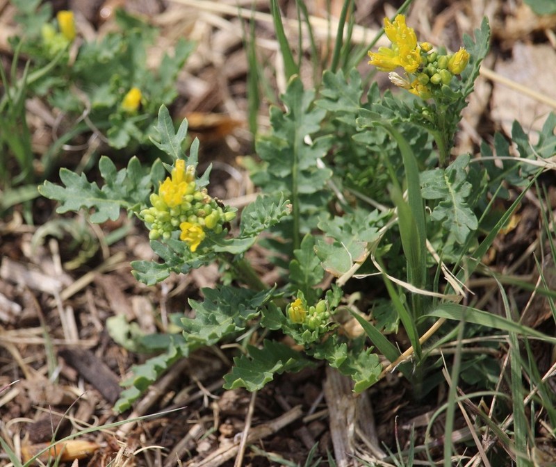 Spreading Yellowcress photo 8