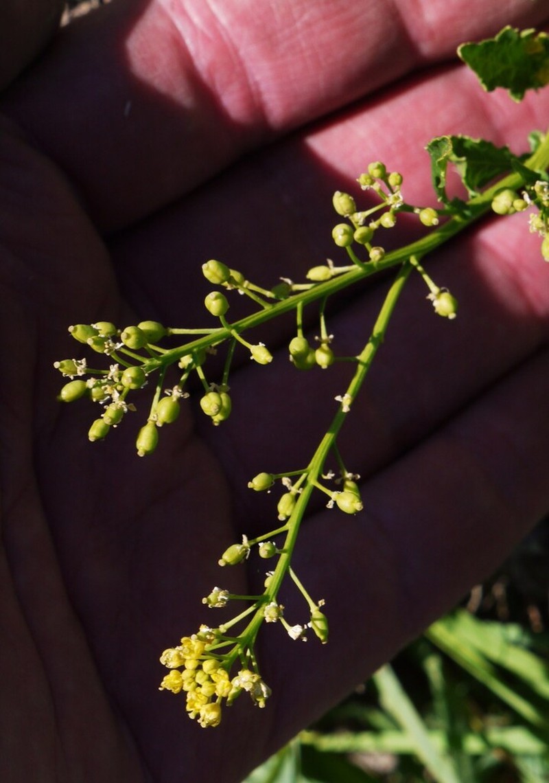 Roundfruit Yellowcress