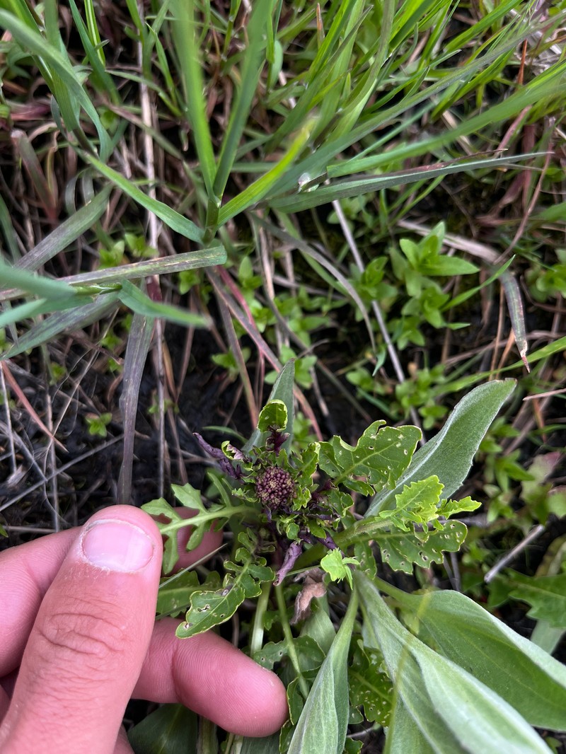 Roundfruit Yellowcress photo 4