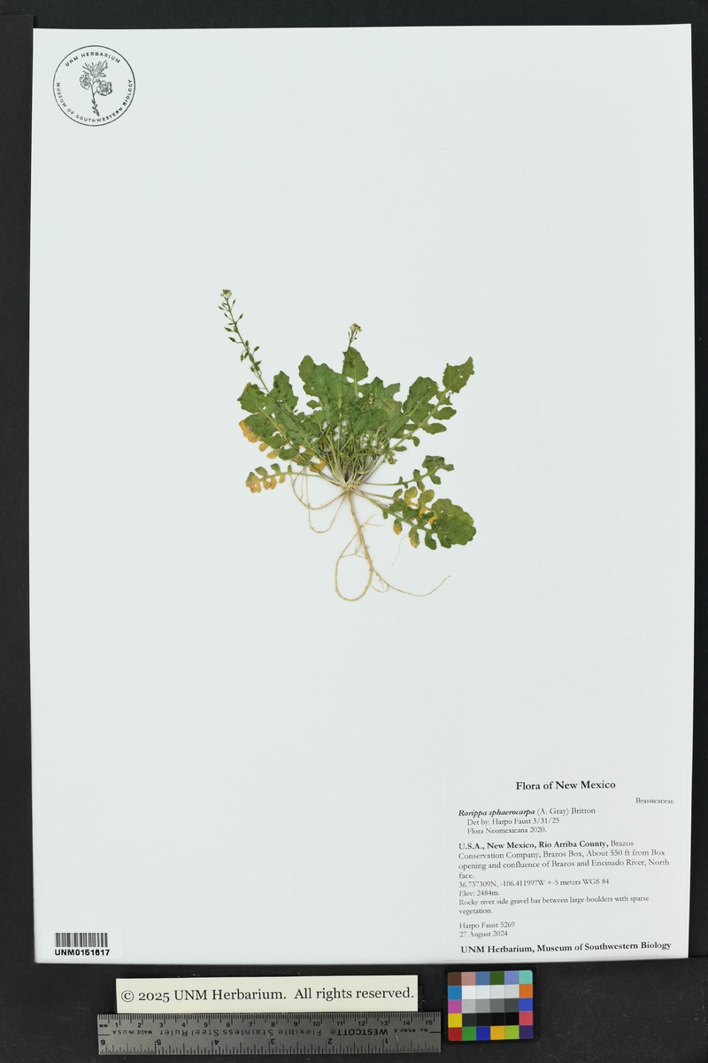 Roundfruit Yellowcress photo 6