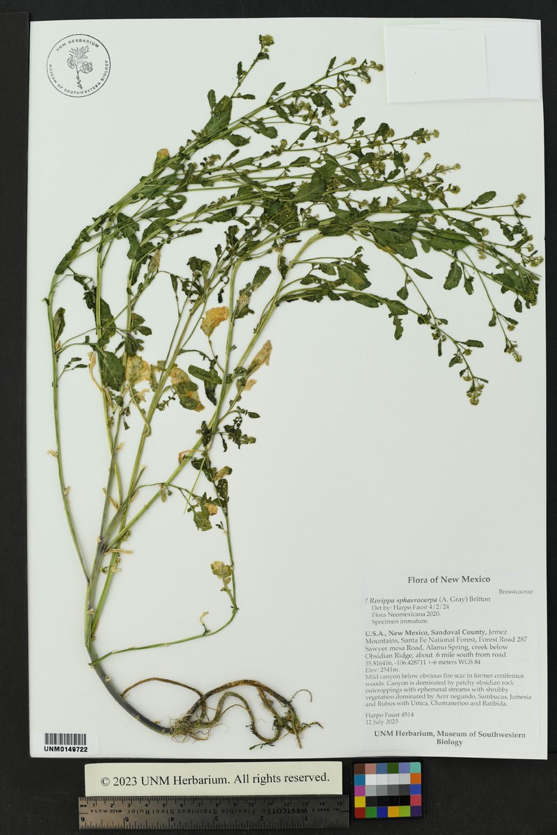 Roundfruit Yellowcress photo 7
