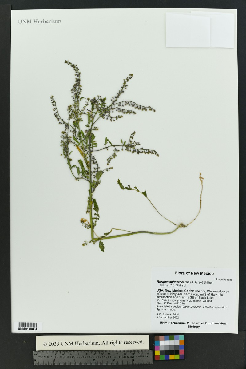 Roundfruit Yellowcress photo 8