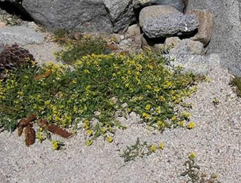 Lake Tahoe Yellowcress