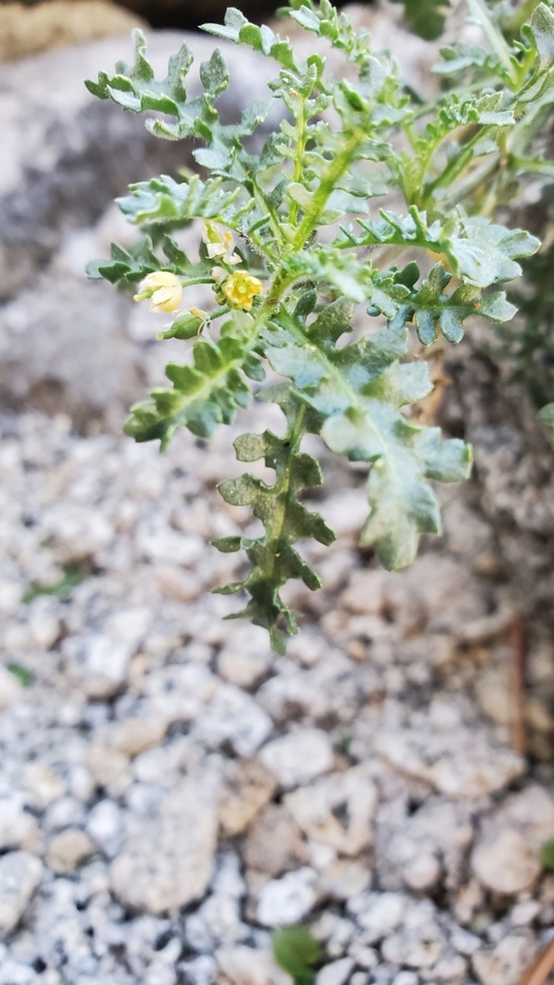 Lake Tahoe Yellowcress photo 2