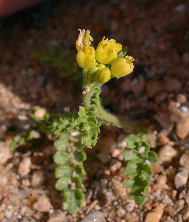 Lake Tahoe Yellowcress photo 3