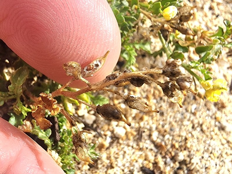 Lake Tahoe Yellowcress photo 4