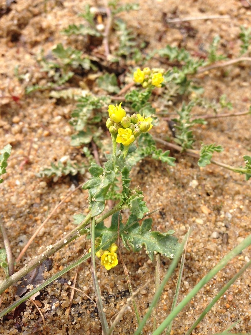 Lake Tahoe Yellowcress photo 5