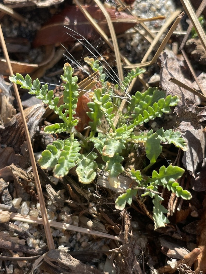 Lake Tahoe Yellowcress photo 6