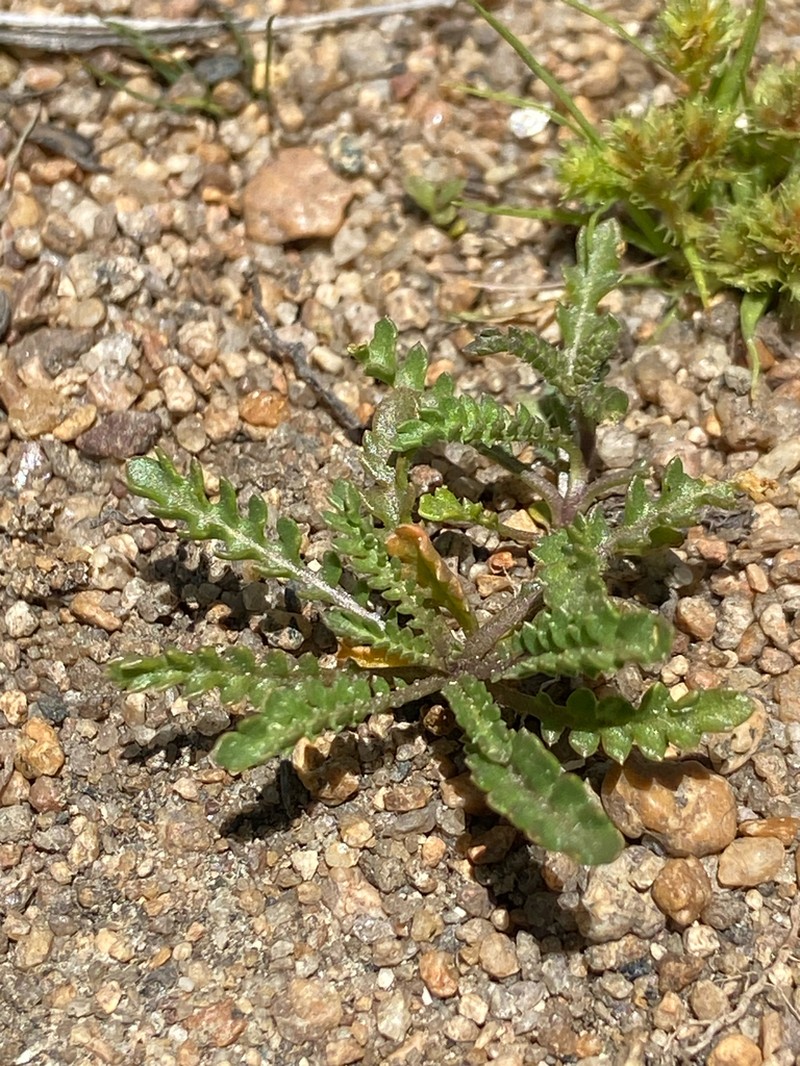 Lake Tahoe Yellowcress photo 7