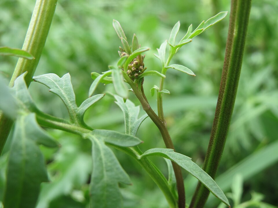 Creeping Yellowcress photo 4