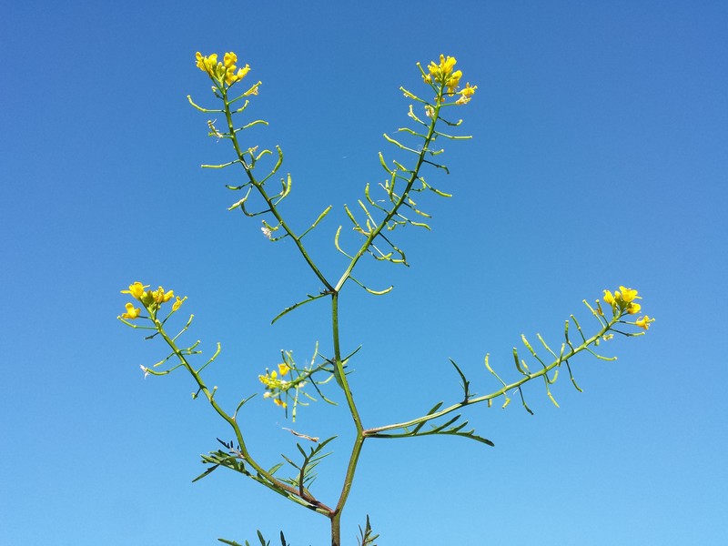 Creeping Yellowcress photo 2
