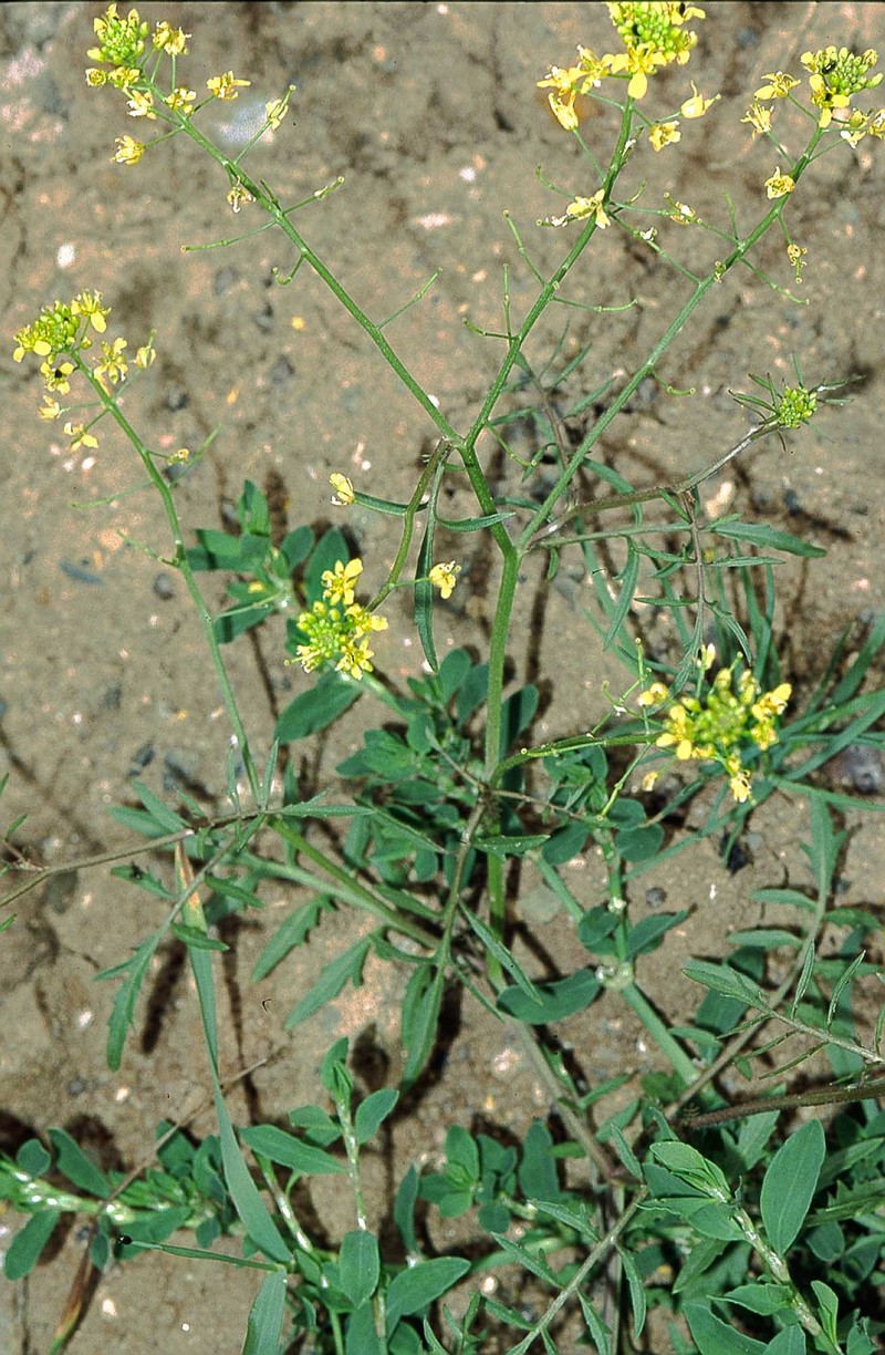 Creeping Yellowcress