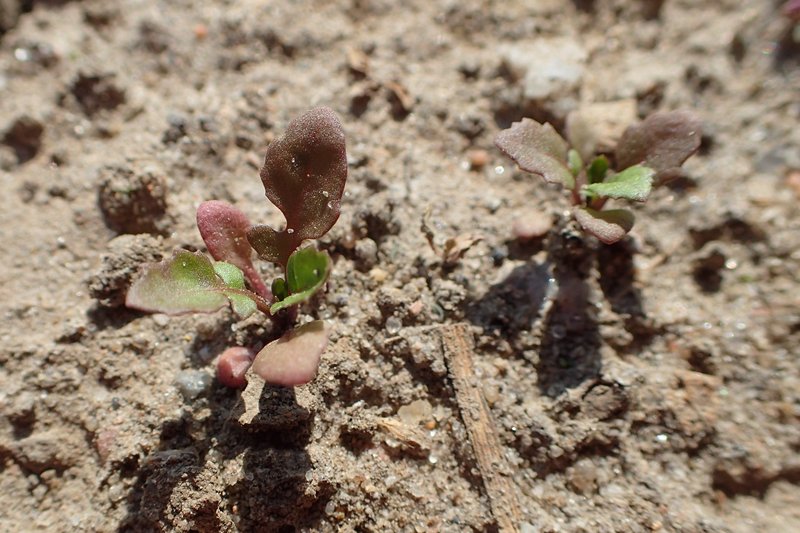 Creeping Yellowcress photo 5