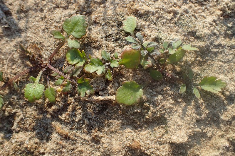 Creeping Yellowcress photo 6
