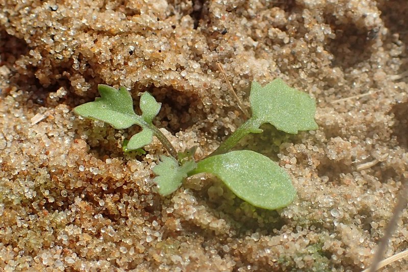 Creeping Yellowcress photo 7