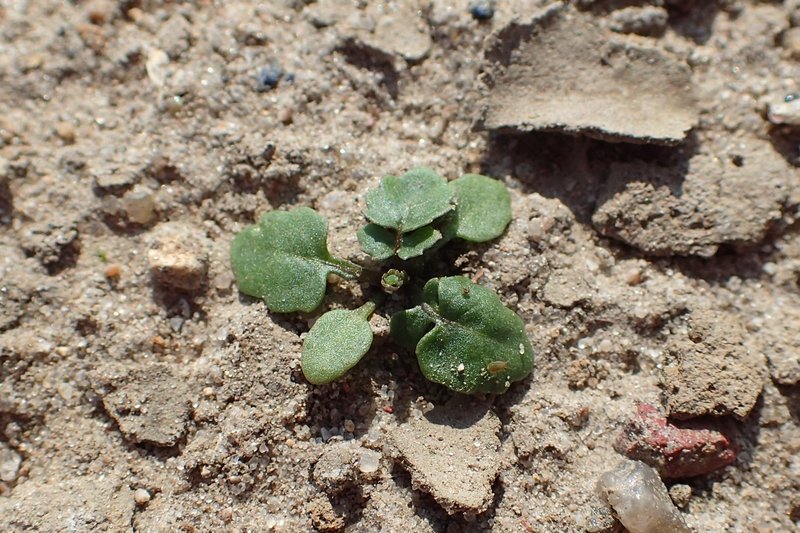 Creeping Yellowcress photo 8