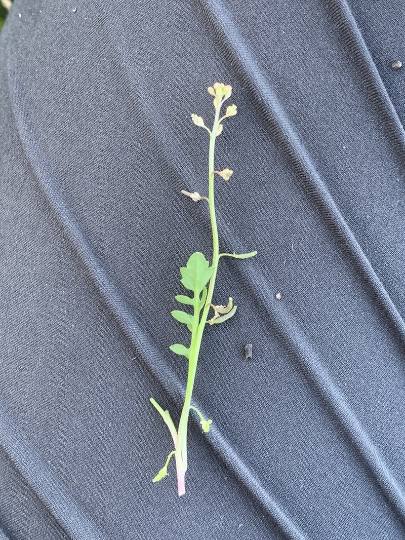 Modoc Yellowcress