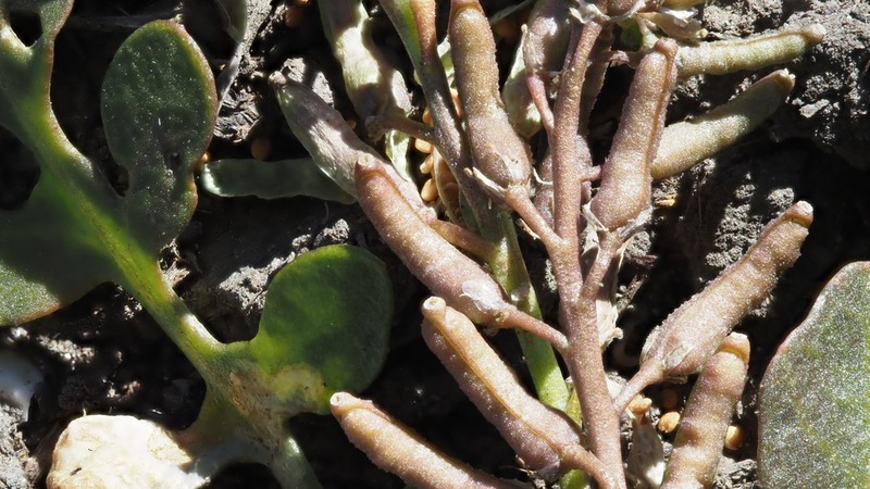 Modoc Yellowcress photo 4