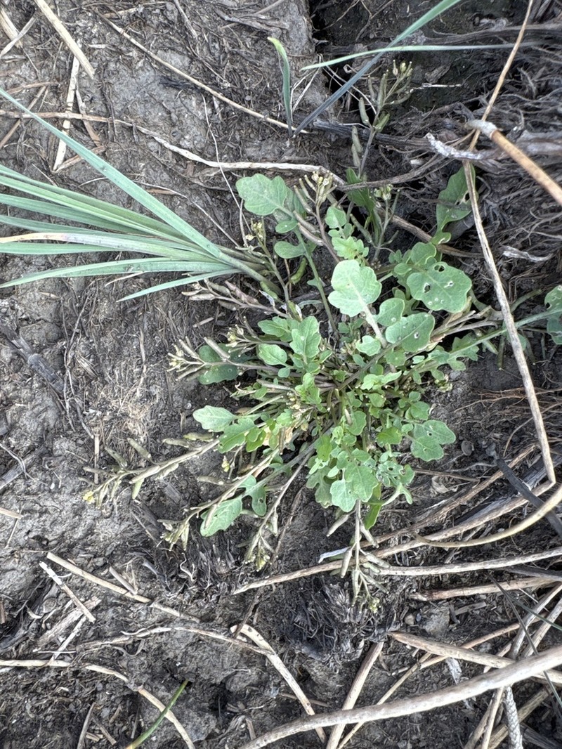 Modoc Yellowcress photo 5