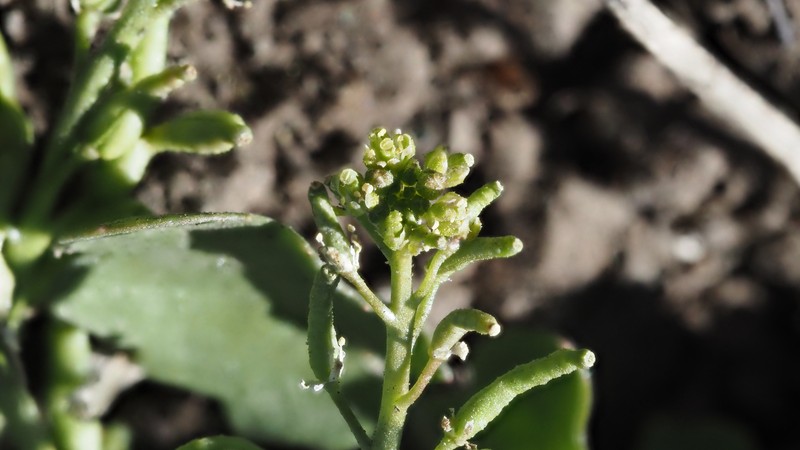 Modoc Yellowcress photo 7