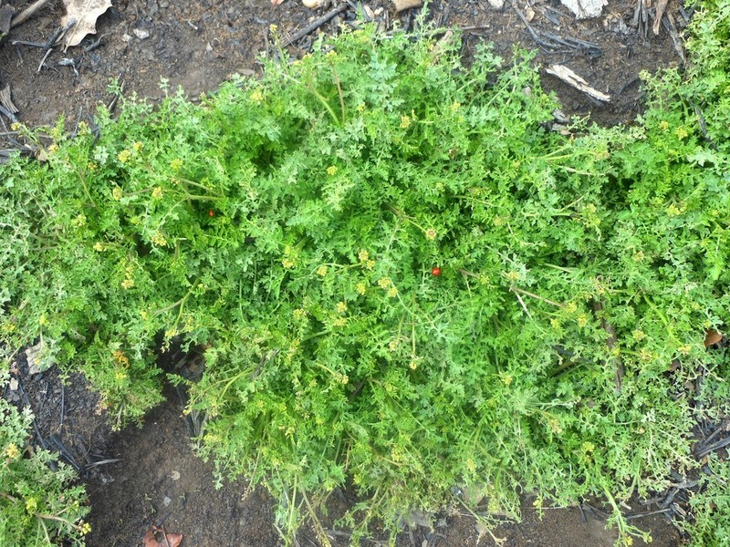 Southern Marsh Yellowcress