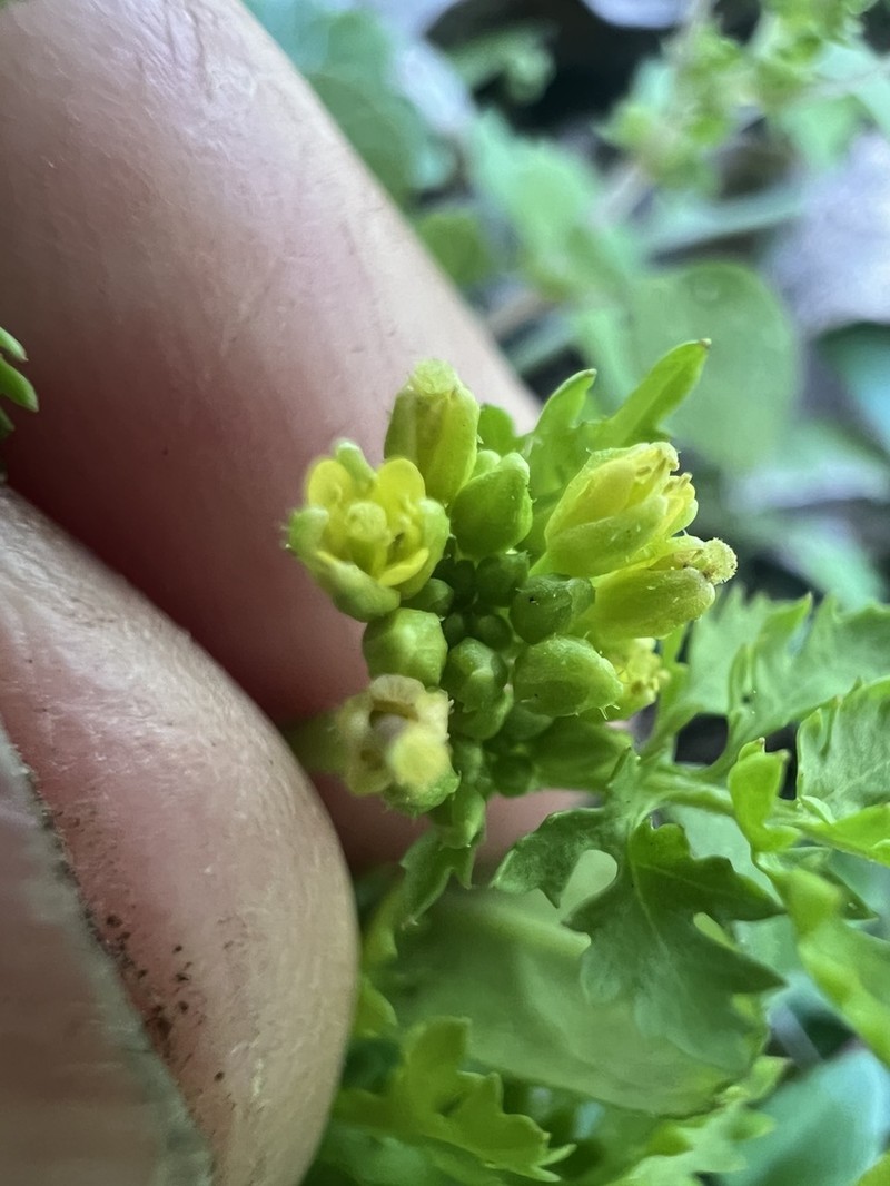 Southern Marsh Yellowcress photo 2