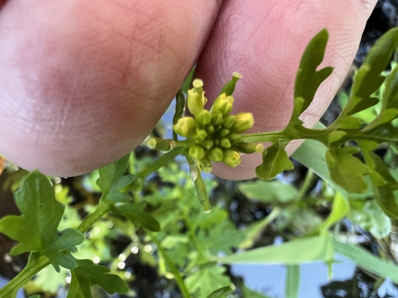 Southern Marsh Yellowcress photo 3