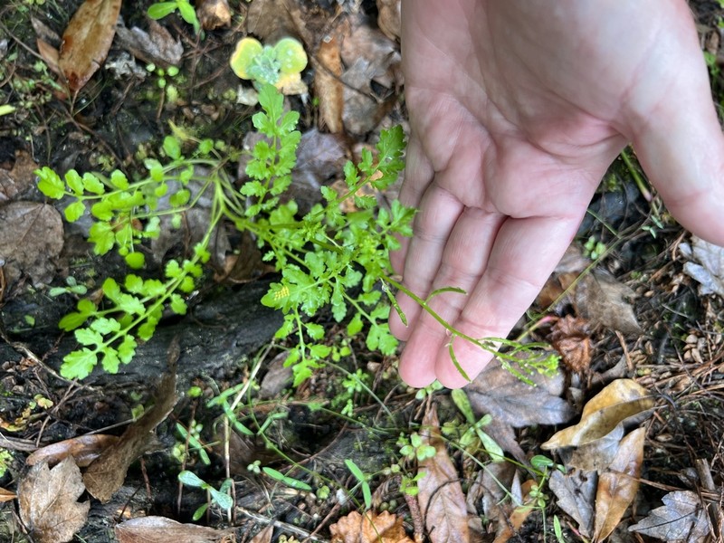 Southern Marsh Yellowcress photo 4