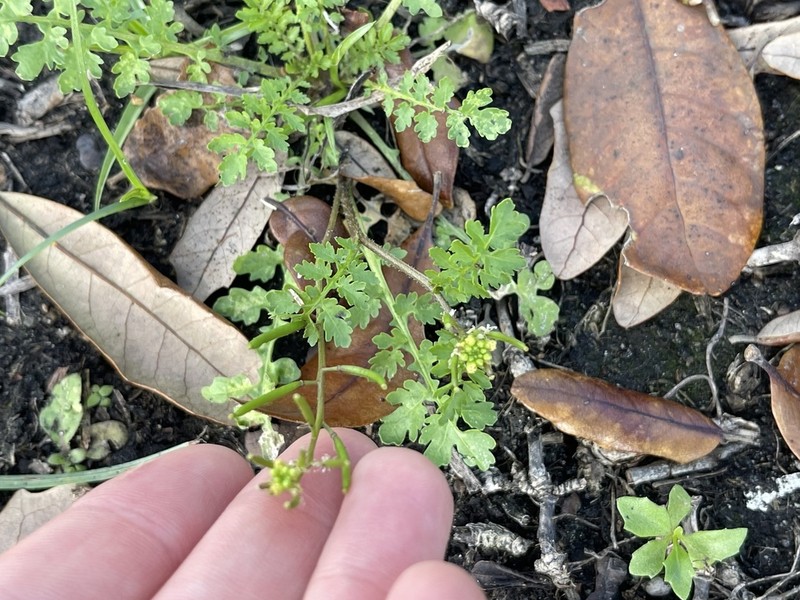 Southern Marsh Yellowcress photo 6