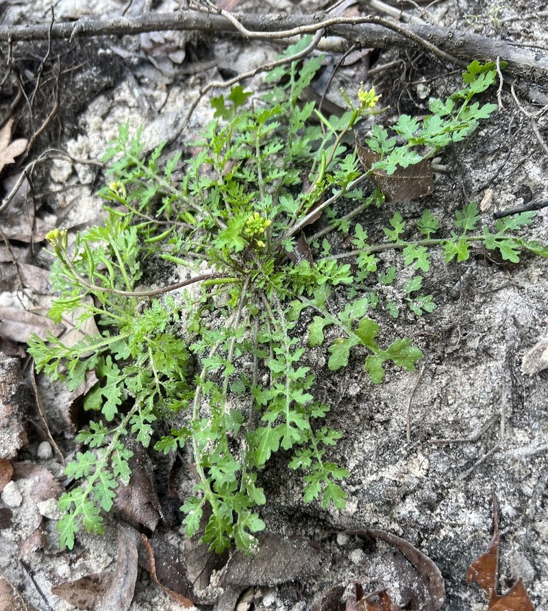 Southern Marsh Yellowcress photo 7