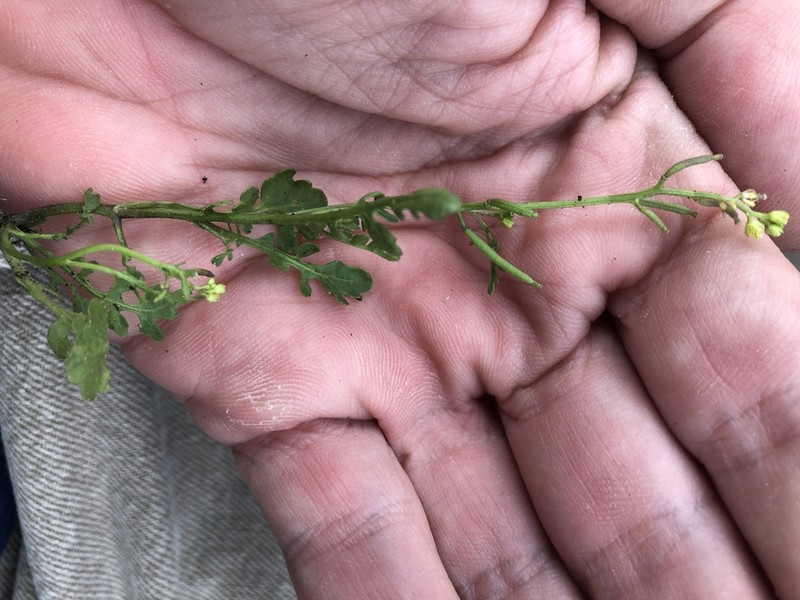 Southern Marsh Yellowcress photo 8