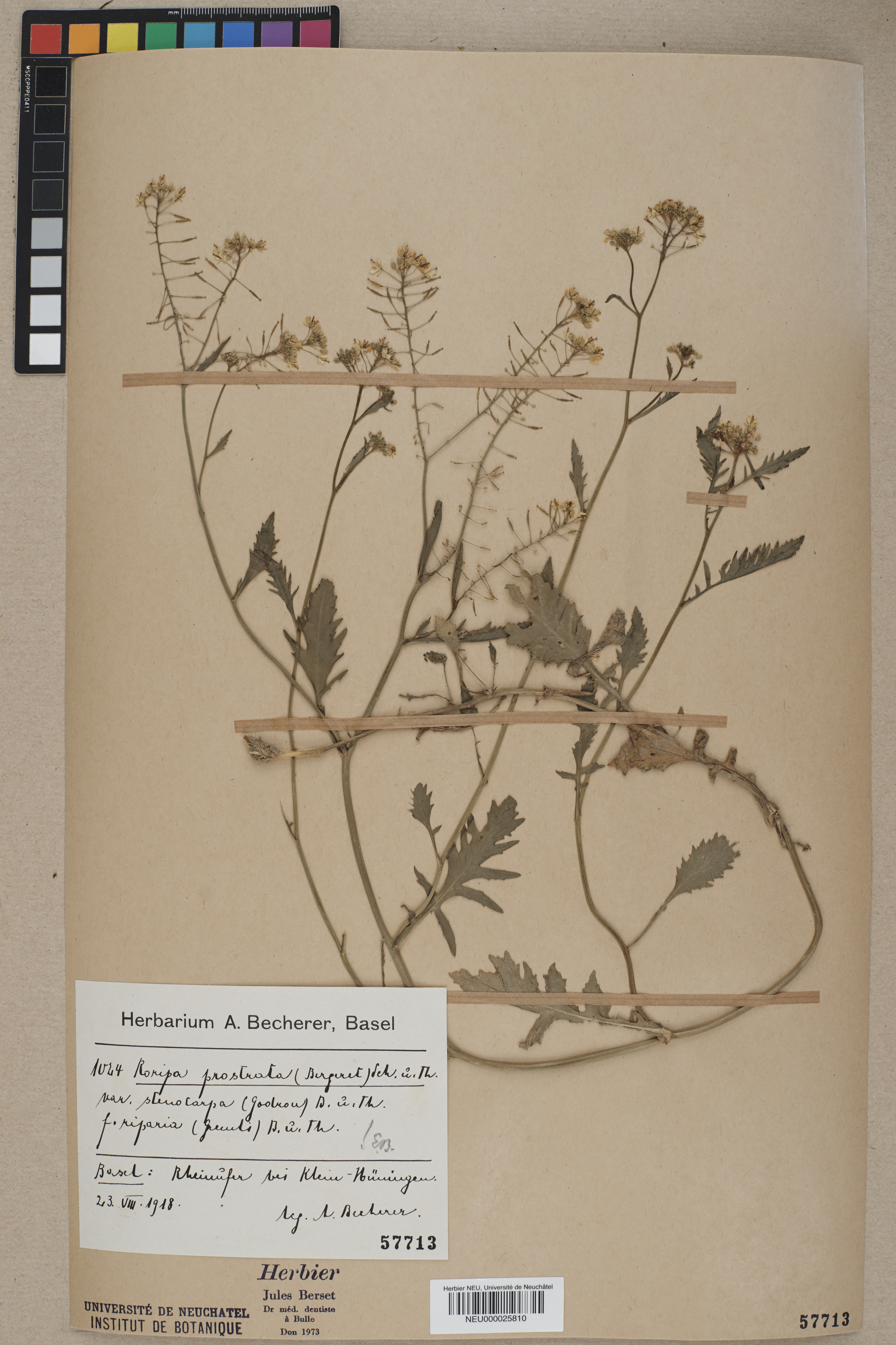 Prostrate Yellowcress