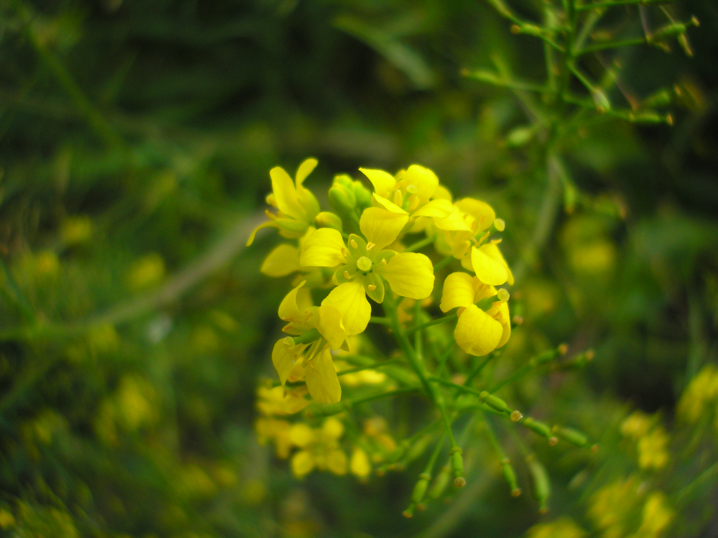 Prostrate Yellowcress photo 2