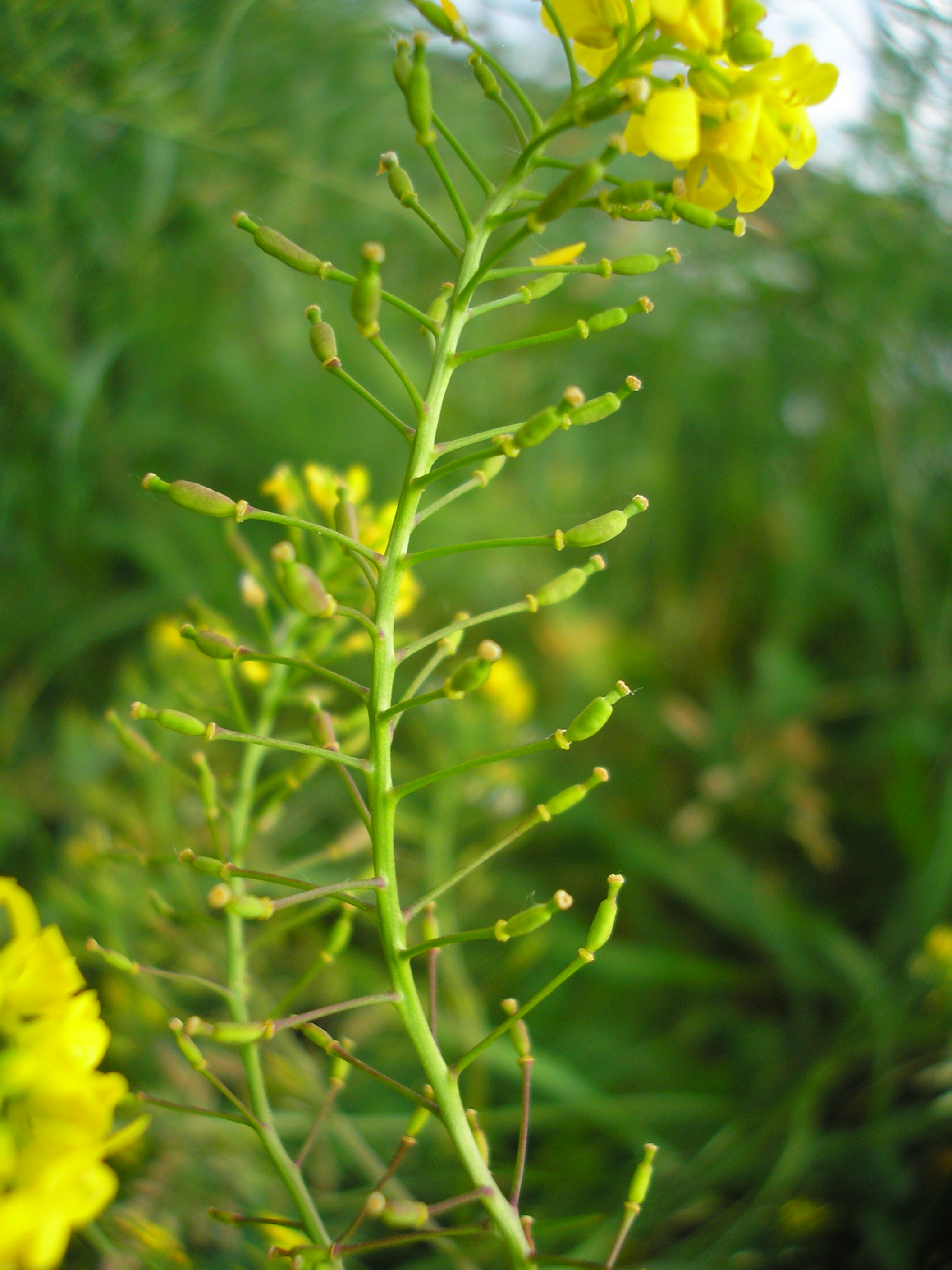 Prostrate Yellowcress photo 4