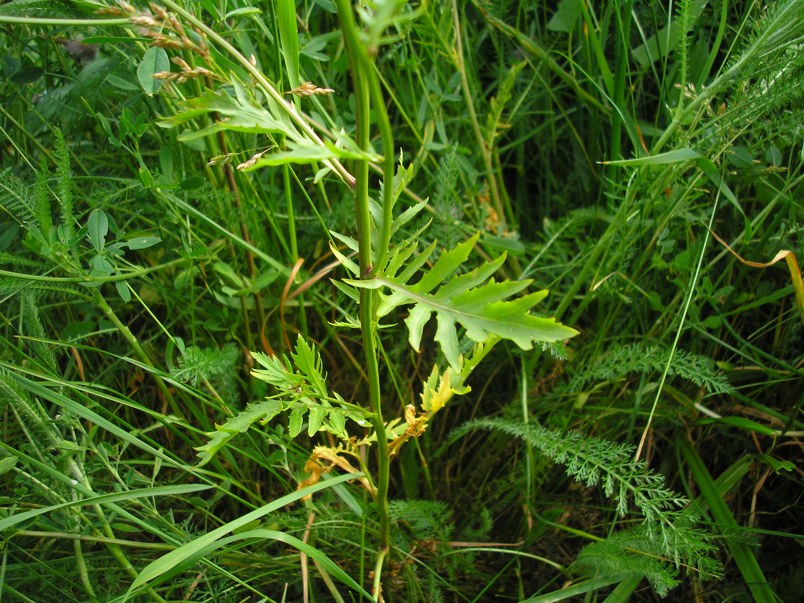 Prostrate Yellowcress photo 5