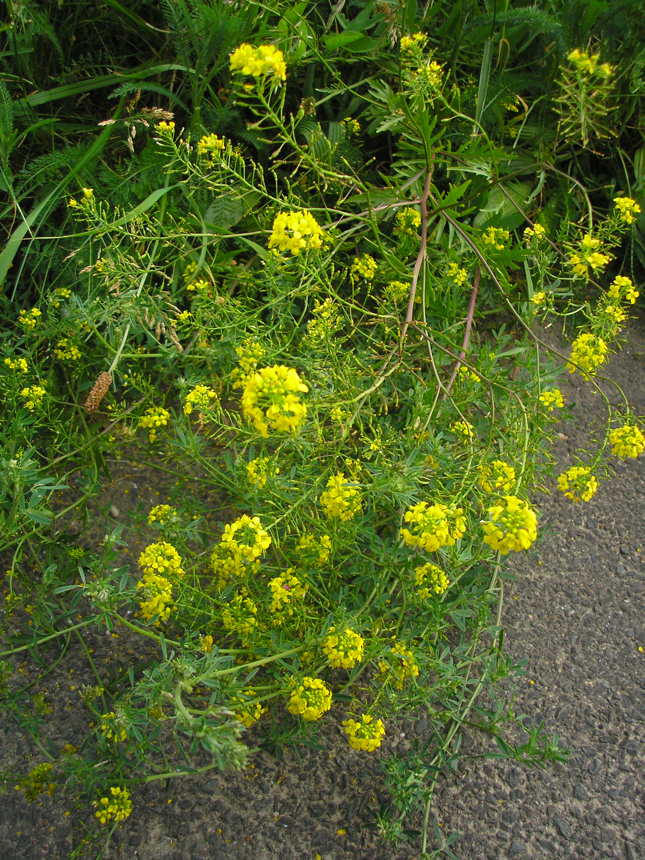 Prostrate Yellowcress photo 7