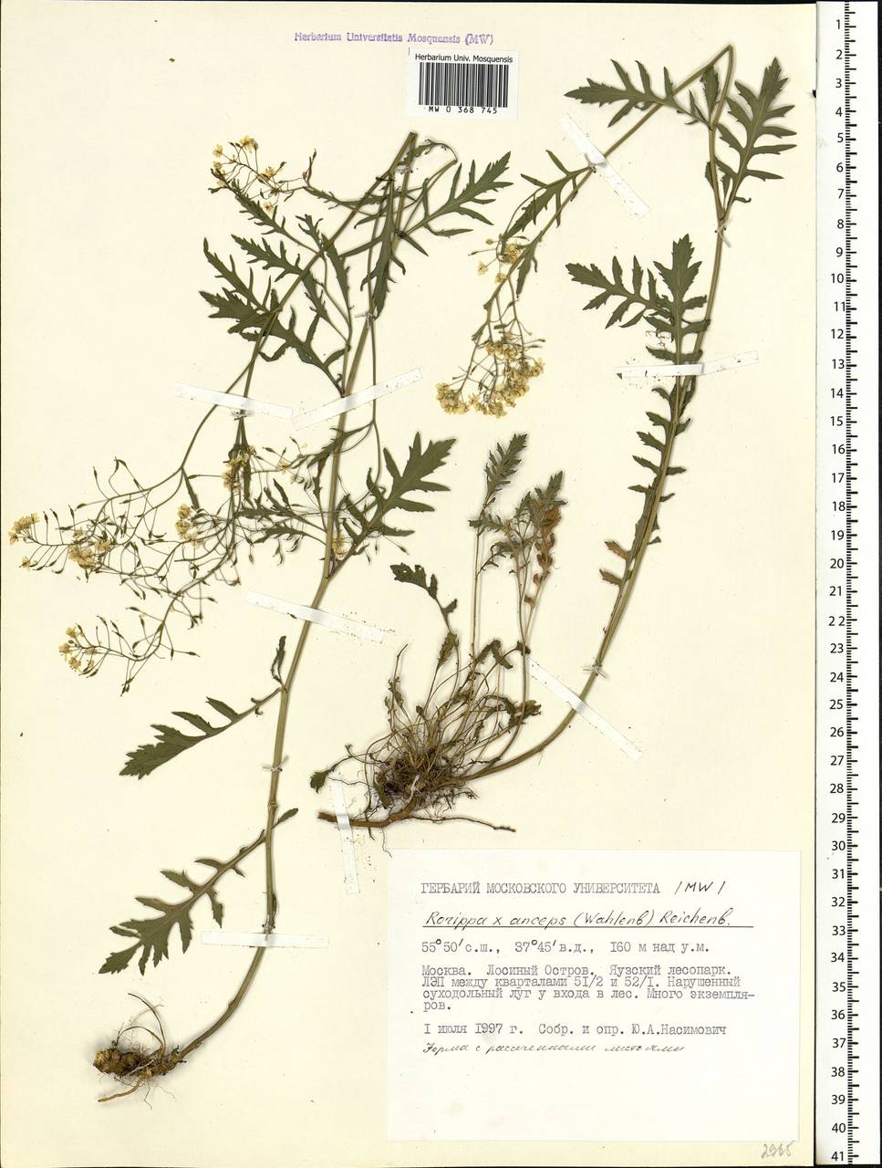 Prostrate Yellowcress photo 8