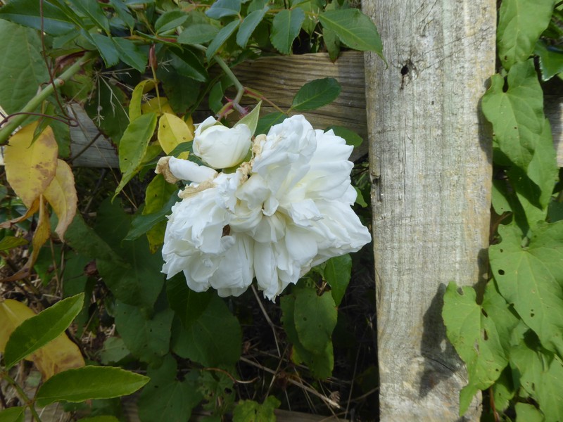 Rosa × alba
