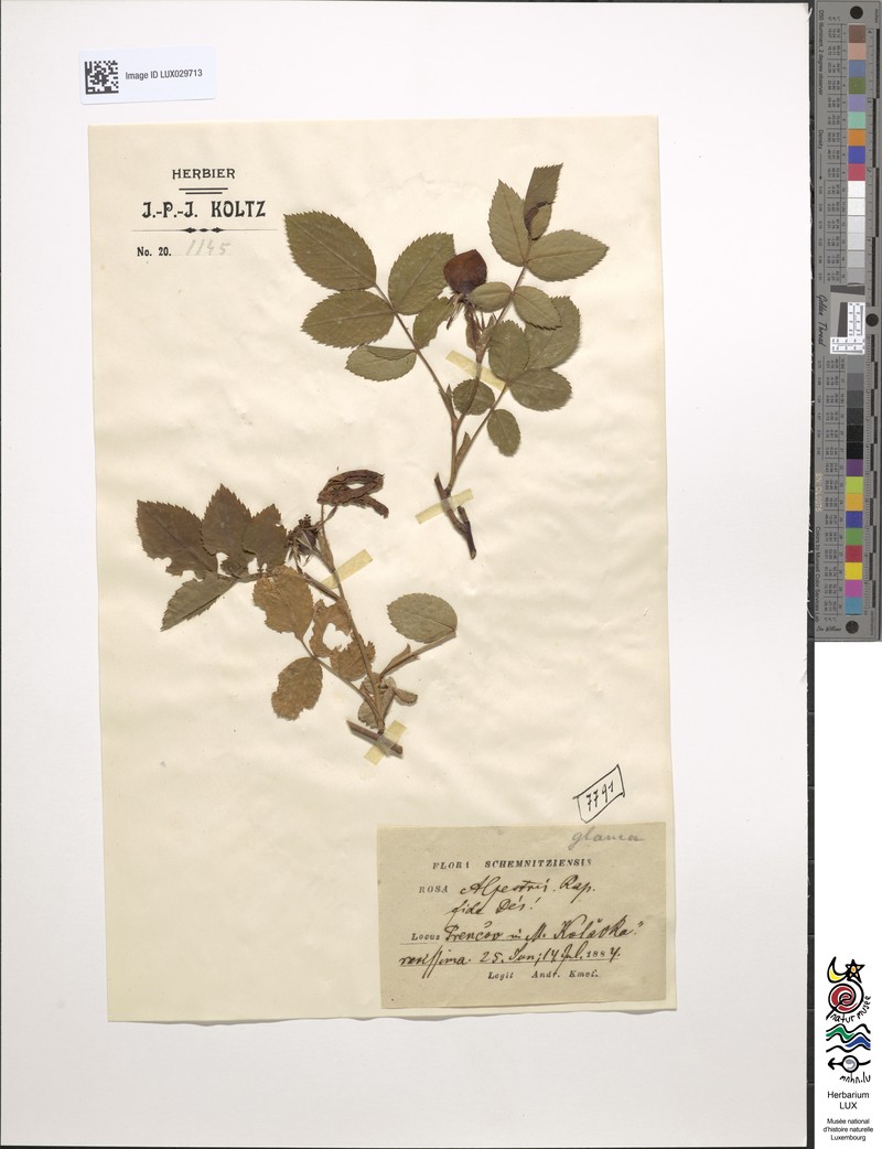 Rosa × alpestris