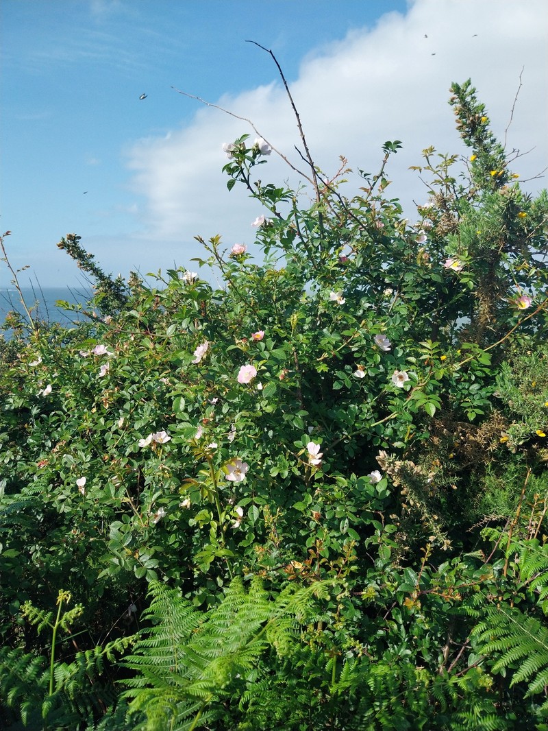 Rosa × andegavensis