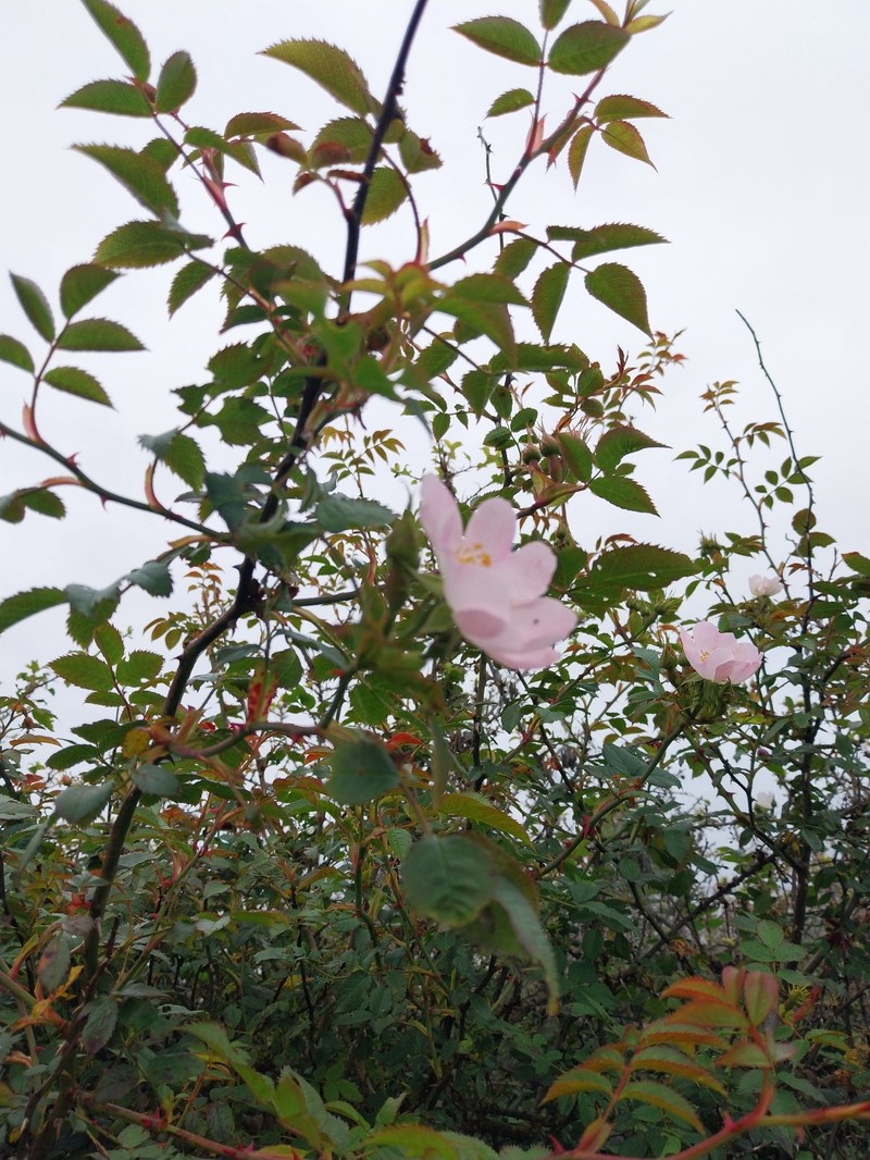 Rosa × andegavensis photo 2