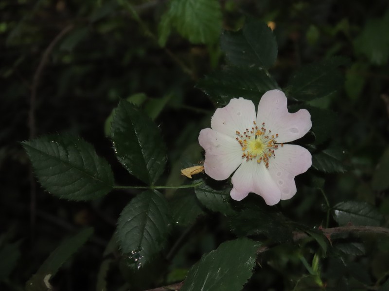 Rosa × andegavensis photo 3