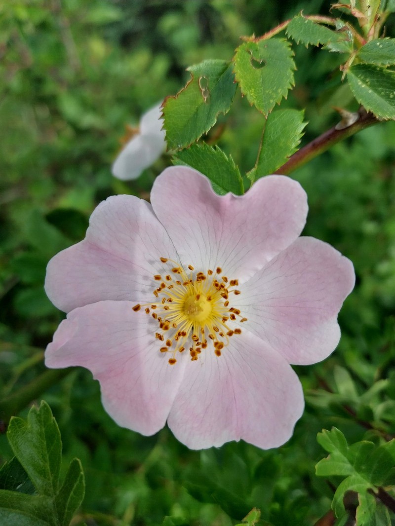 Rosa × andegavensis photo 4