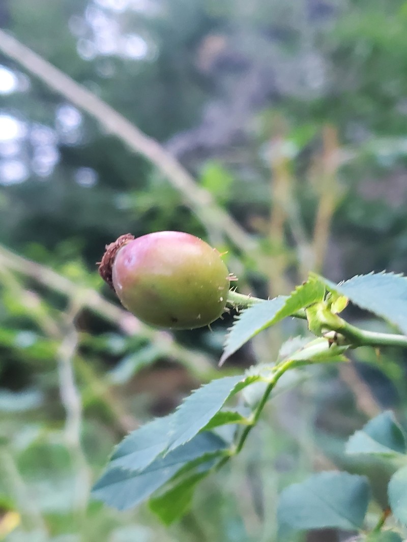 Rosa × andegavensis photo 6