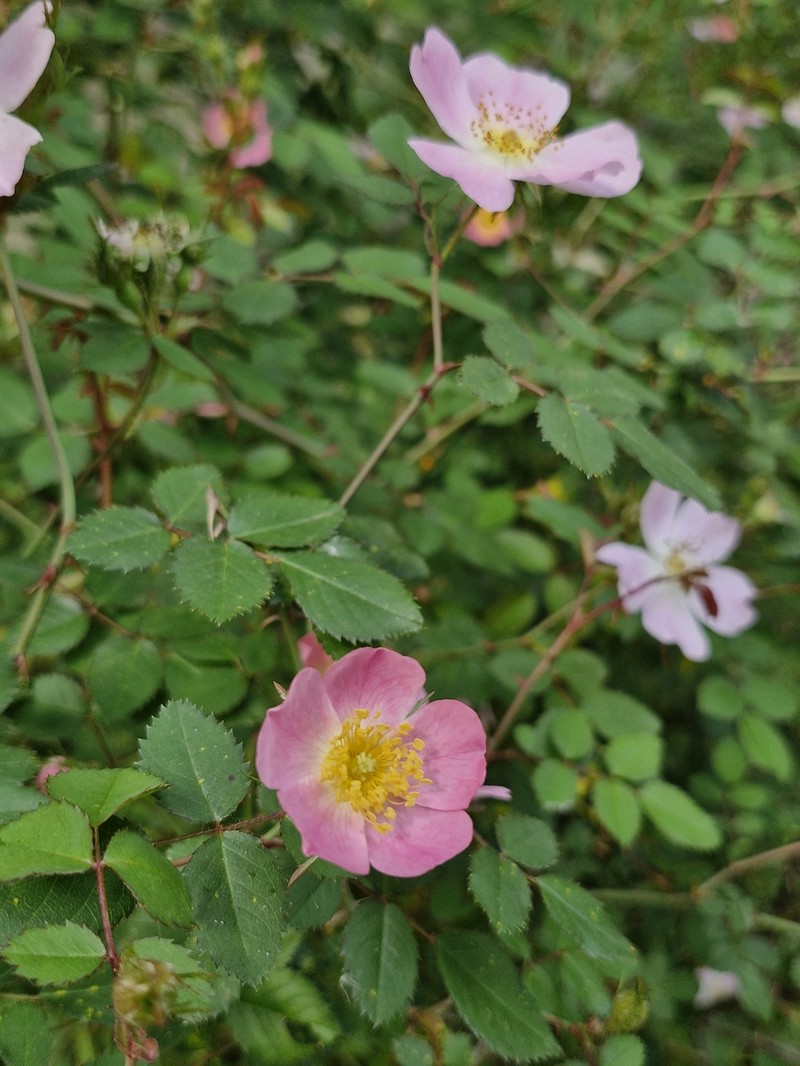 Rosa × andegavensis photo 7