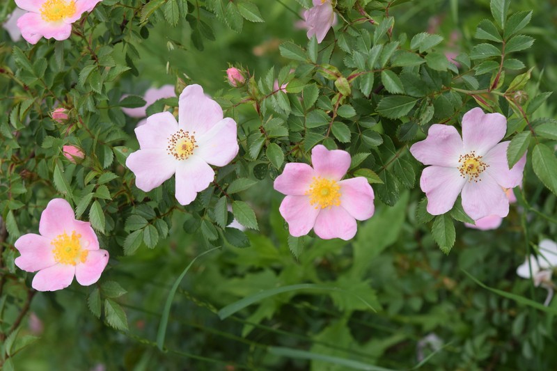 Rosa × andegavensis photo 8
